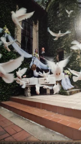 Begin your new start in life with a symbol of love,a white dove release!